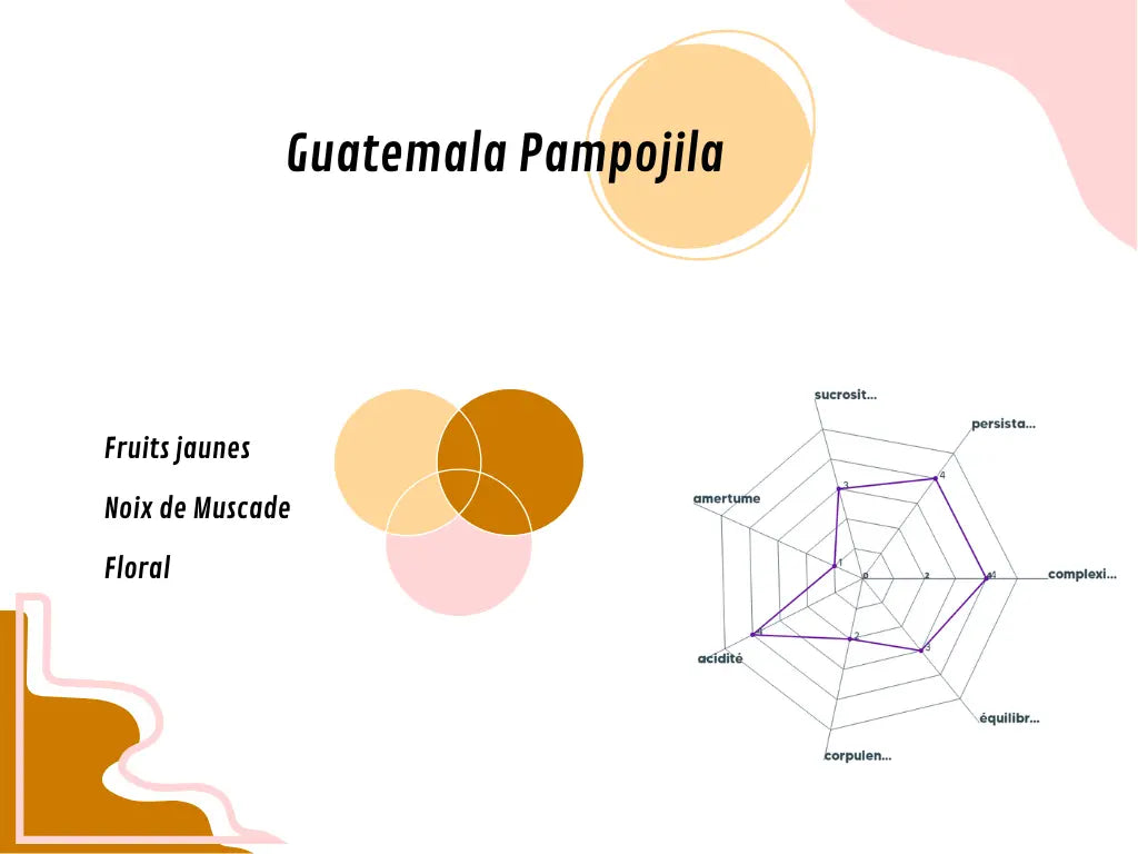 Graphique du profil aromatique du Guatemala Pampojila, détaillant les arômes principaux 